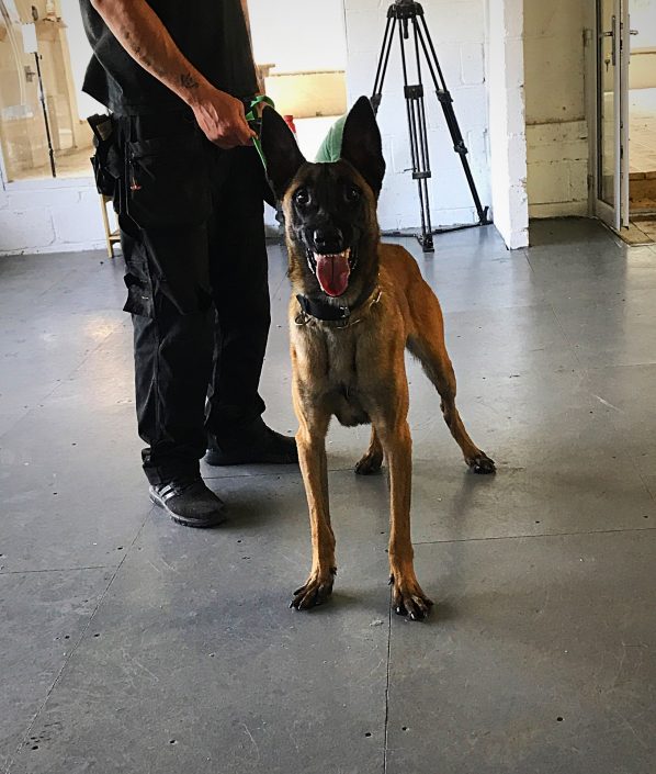 DDR History DDR Guard Dogs ddr-history-ddr-guard-dogs