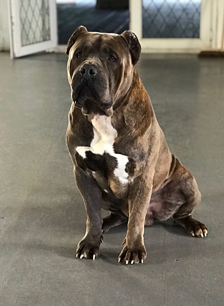 XXXL Bully Rolex 17 Months Old – DDR Guard Dogs