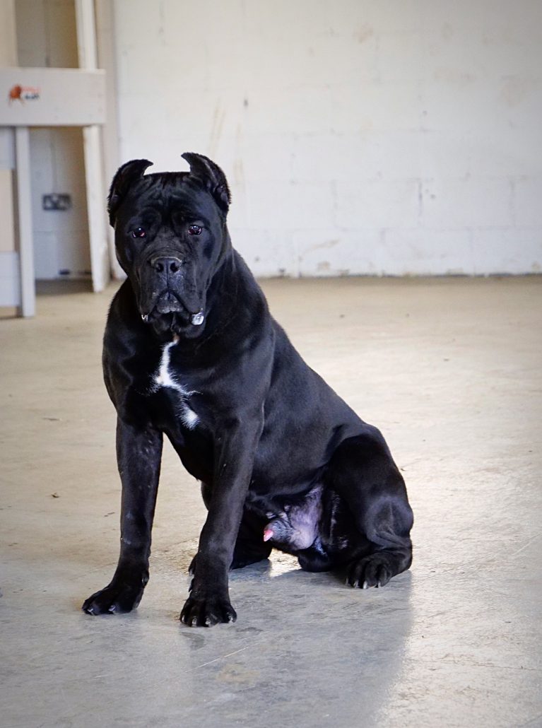ROY // Cane Corso 8 Months Old DDR Guard Dogs