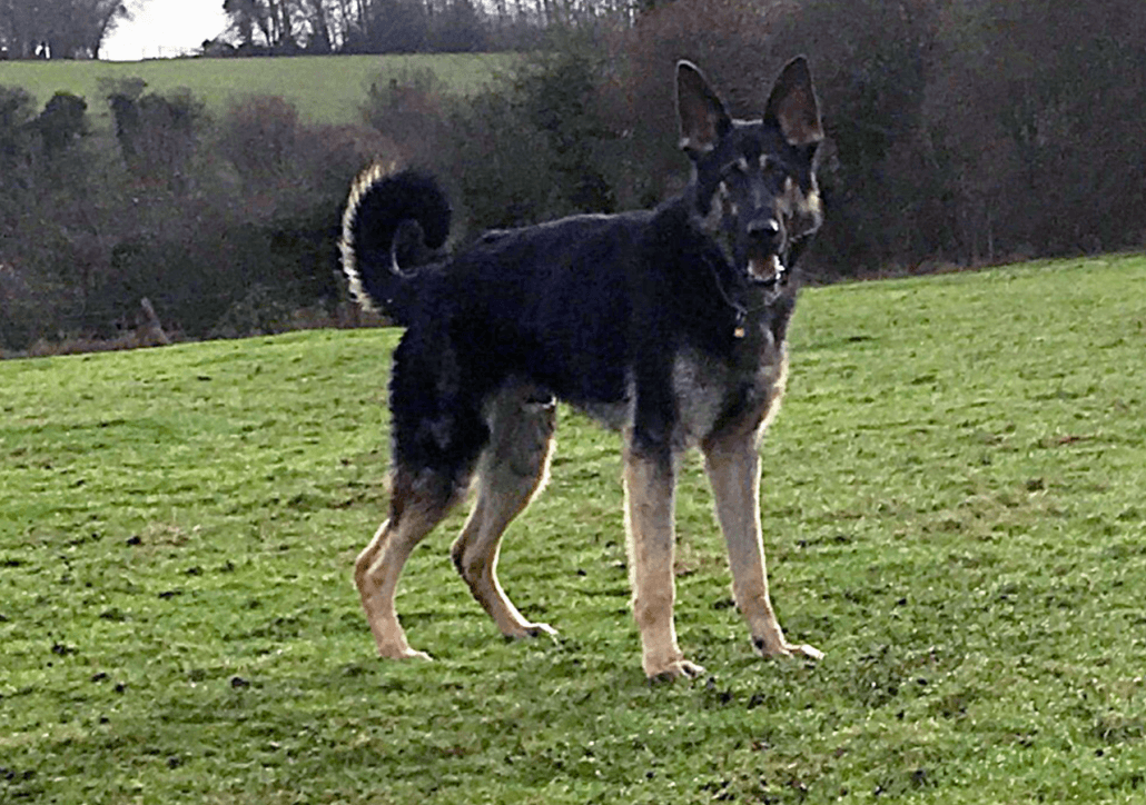 ddr-guard-dogs