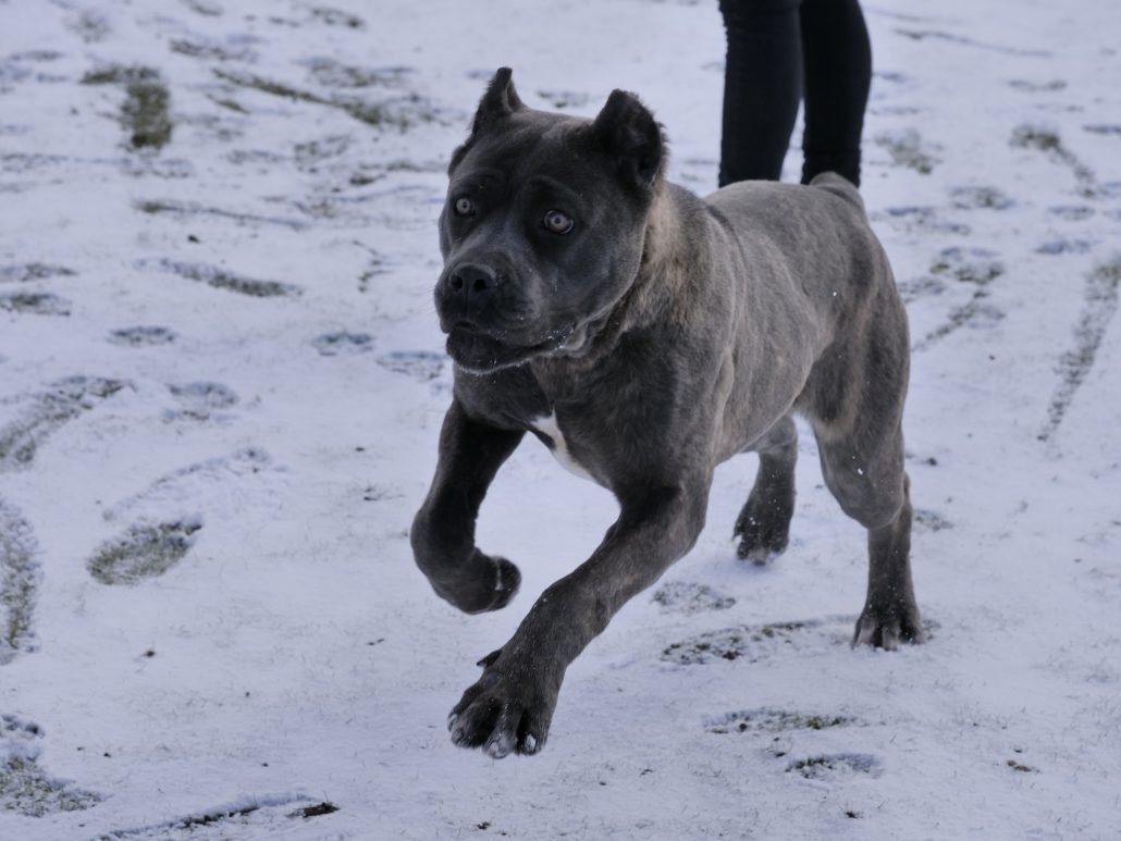 Cane Corso Female “Sasha” 10 Months Old DDR Guard Dogs