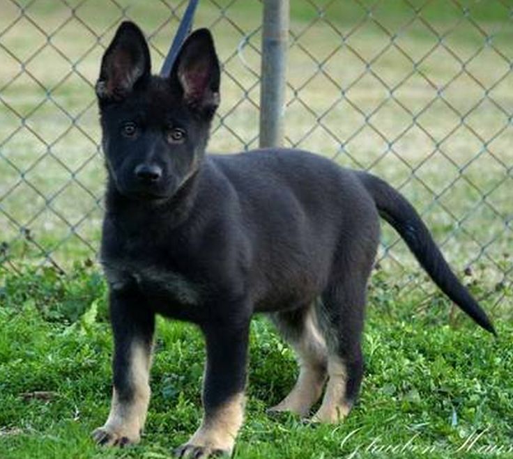 ddr german shepherd puppies for sale