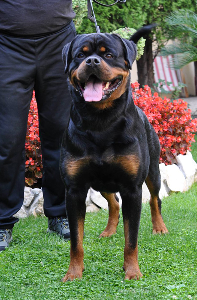 rottweiler protection dogs for sale