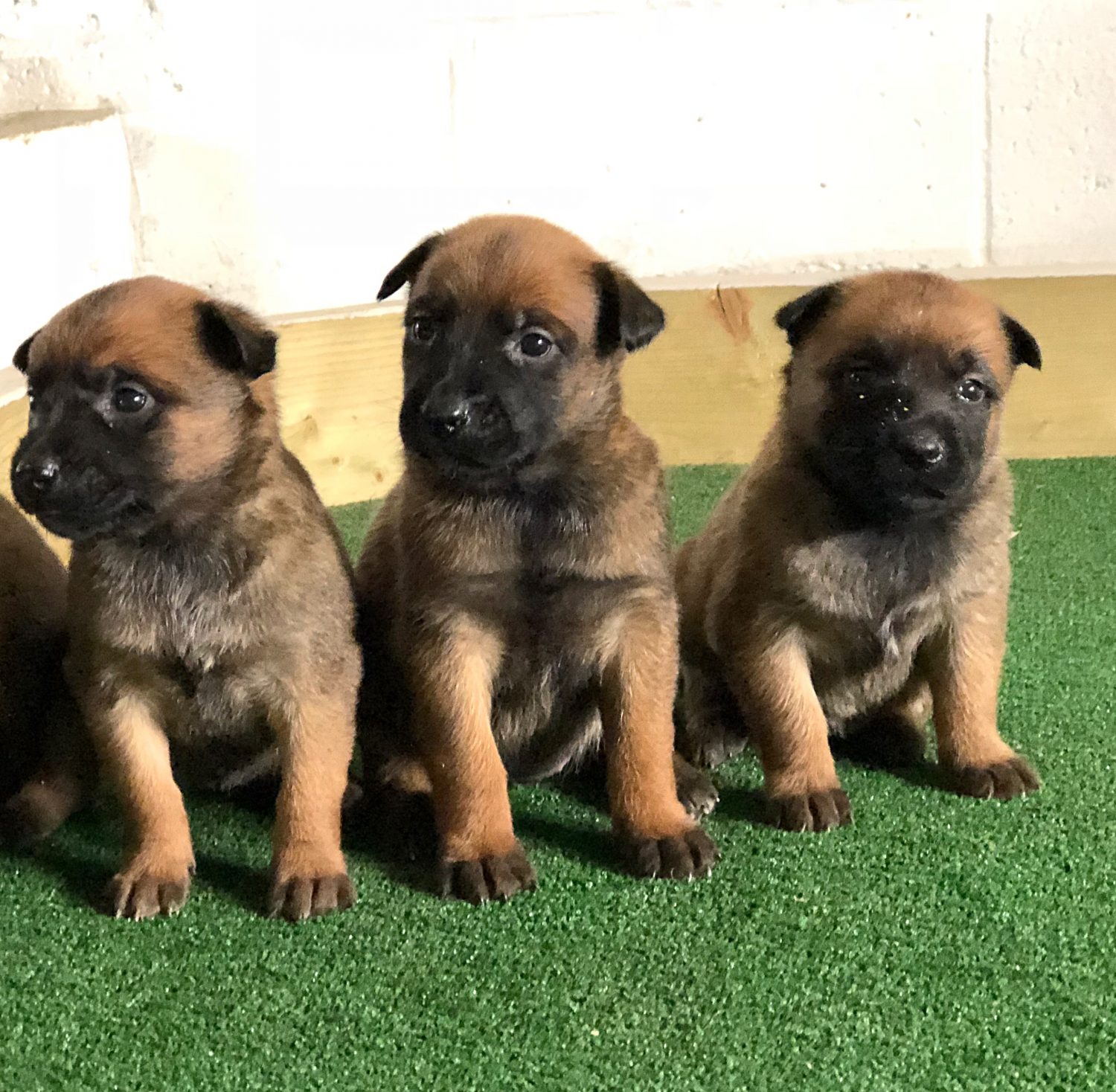 belgian shepherd malinois puppies for sale