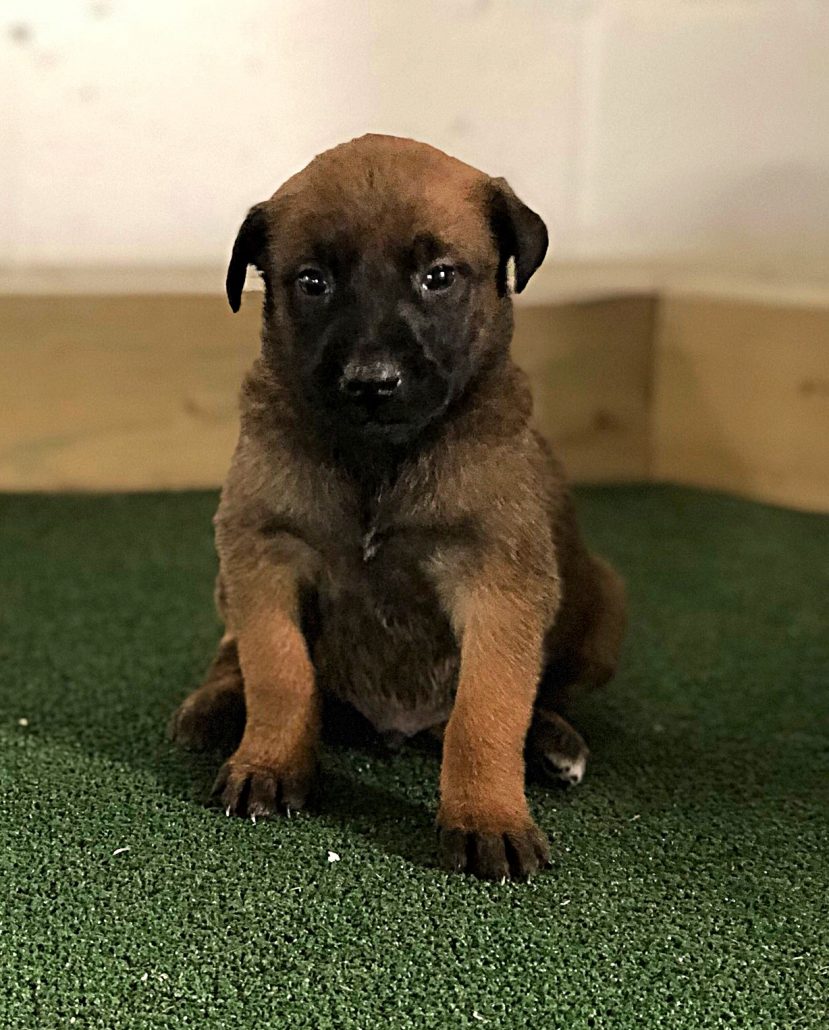 Belgian Malinois Puppies – DDR Guard Dogs