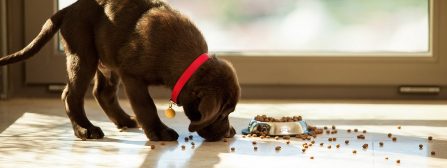 Cereals and grains Good or bad for our dogs? DDR Guard Dogs