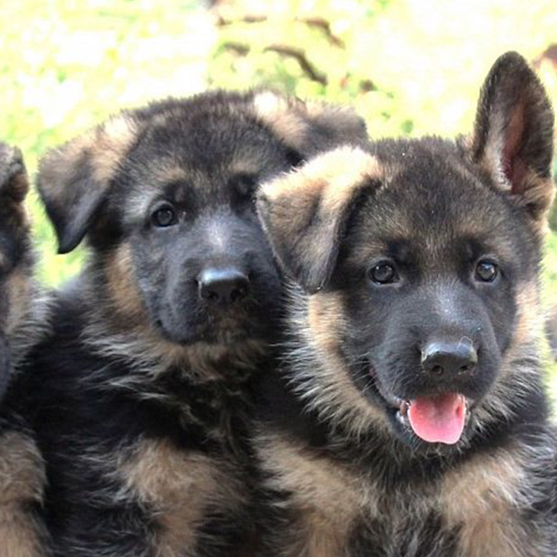 Puppy Development - DDR Guard Dogs