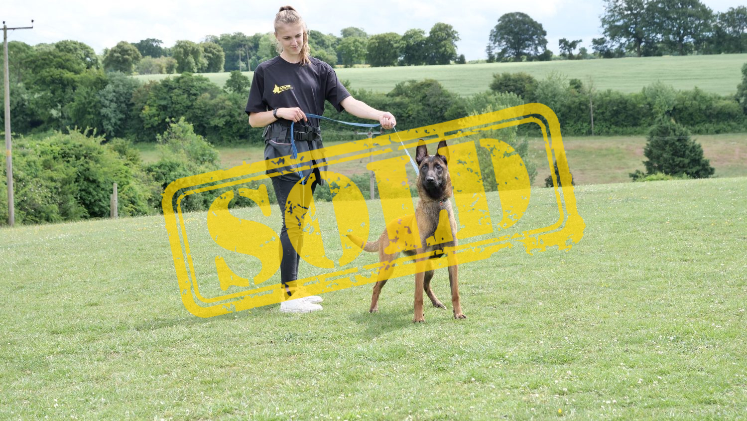 8 month old belgian malinois