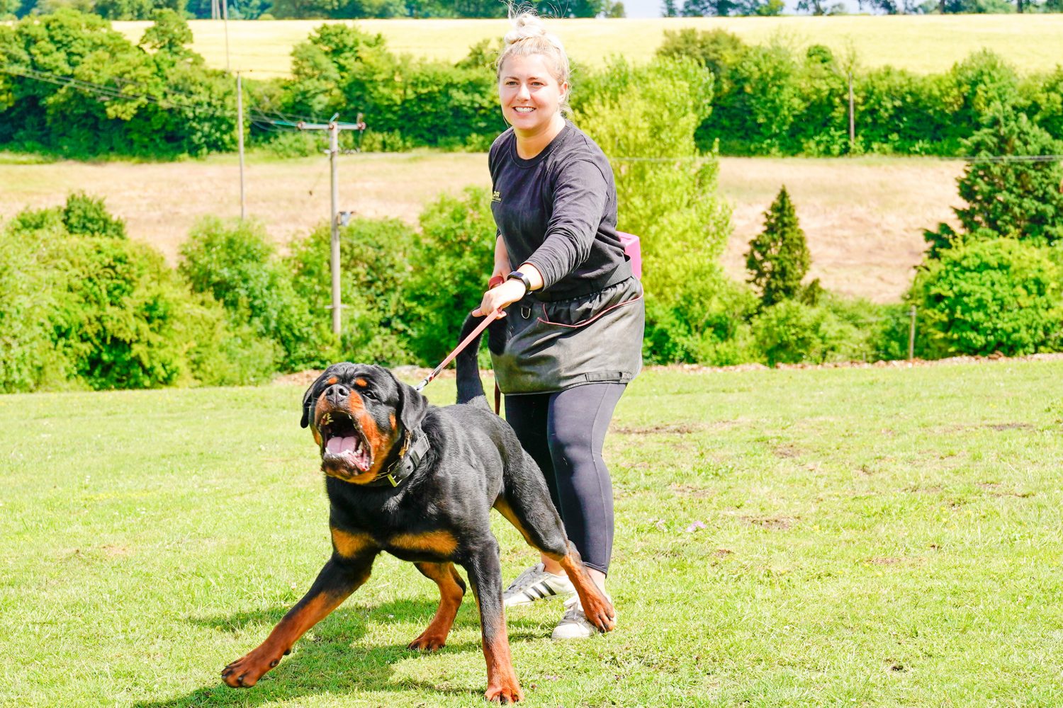 Romeo Male Rottweiler 18 Months Old Ddr Guard Dogs