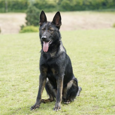 Images of dogs and cats at christmas