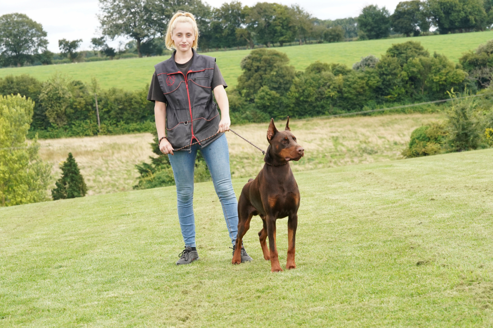 【となりの畑】Dobermann GP90 となりの畑】Dobermann GP90 となりの畑】Dobermann GP90 となり