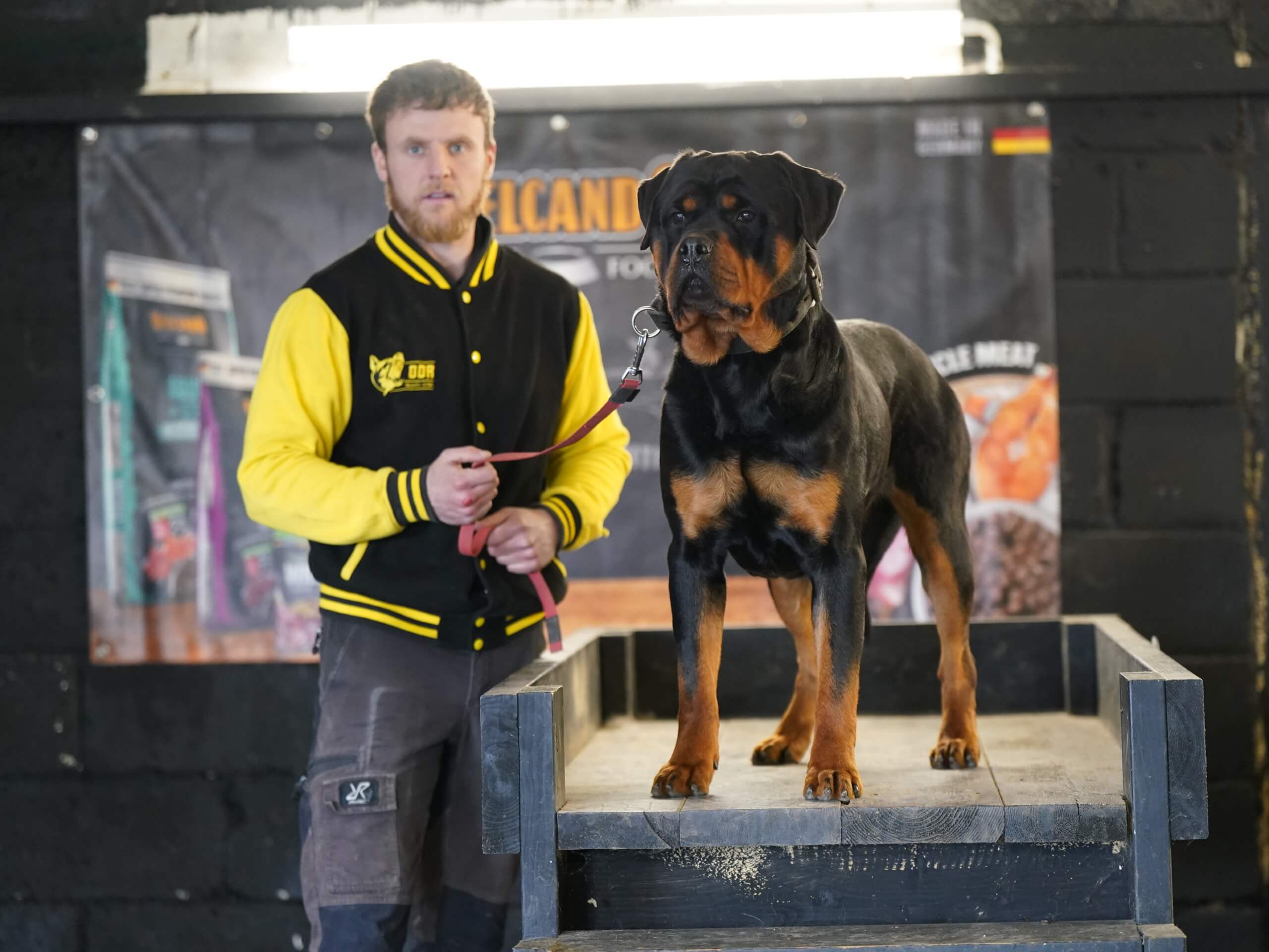 Kujo // Male Rottweiler 15 Months Old - DDR Guard Dogs