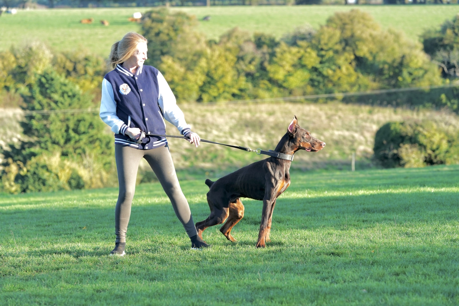 raja-male-doberman-9-months-old-ddr-guard-dogs